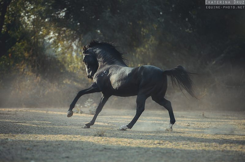 Marwari stallion Meghraj